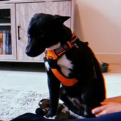 Ansems Dog (ZEUS)