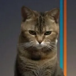 Bean Cat (BEANCAT)