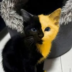 bicat