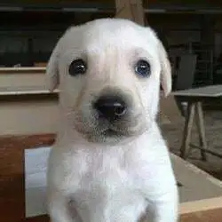 Boe (BOE)
