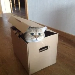 Boxed Cat (BOXED) Price Prediction