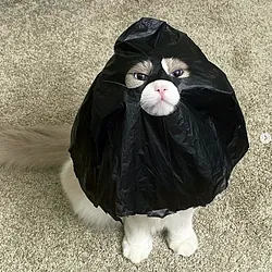 catwifbag (BAG)