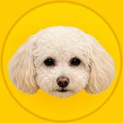 Korico (KORICO)