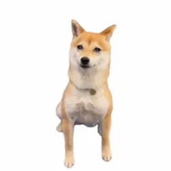Money Dog (MONEYDOG) Price Prediction