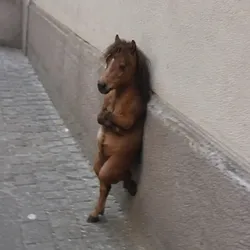 Nonchalant Horse (HORSE) Price Prediction
