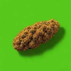 Nuggies (NUG)