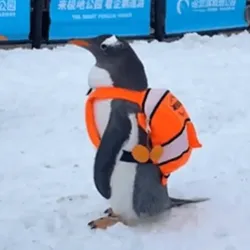 WIFBAG