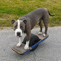 Pit Bull on One Wheel (GREYSON) Price Prediction