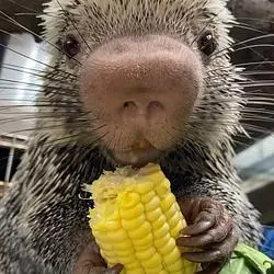 RICO