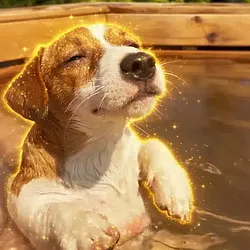splashdog