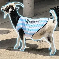 The Messi Goat (WESLEY) Price Prediction