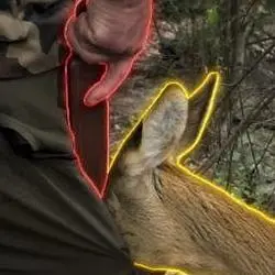 DEER