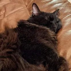 stella
