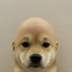 wifout