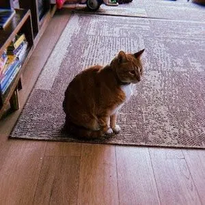 How to Buy HOBBES?