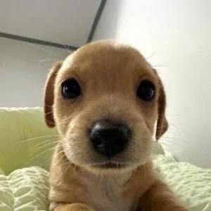 How to Buy BILLY?