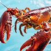 Lobster